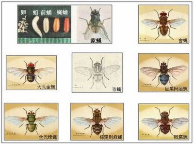 滅蠅防治措施